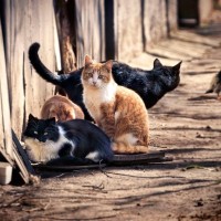 『野良猫・捨て猫』が減らない理由5つ　保護活動の現状や私たちにできること