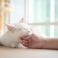 猫が『あごのせ』してくるときの理由5つ　隠されている心理や上手な応え方まで