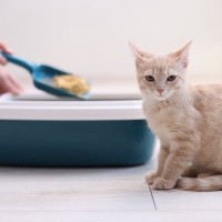 『猫トイレ』の清潔を維持するための習慣5選　負担を減らす工夫やお掃除のポイントも