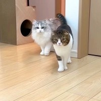 出かけたはずの飼い主が家にいたら、３匹のネコはどうするのか検証→『100点満点の反応』が話題「ドッキリ大成功」「ナイスリアクション」
