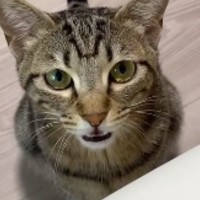 突然何かを訴えはじめた猫→なんだろうと思っていると…反則級に可愛い『驚きの鳴き声』が73万再生「本当に言ってる」「1億回いいね押したい」