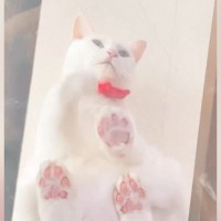 透明のキャットウォークの上にいた猫→『座る瞬間』を下から見ていると…驚きの光景に４万いいね「かるめ焼きを思い出した」「液体だね」