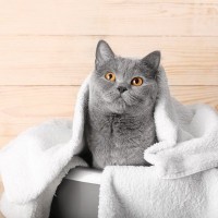 猫が『キレイ好き』とされている理由3つ　愛猫の清潔を保つために飼い主ができることまで