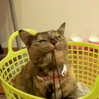 飼っているネコの『１番活発だった頃』を振り返ってみると…大変だけど愛おしい『宝物のような日々』に反響「好奇心旺盛だね」「全てが可愛い」