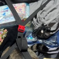 お姉ちゃんが『旅行の準備』をしていたら……猫がとった『可愛すぎる行動』に癒される人が続出「一緒に行きたいんだね」「みんな興味津々ｗ」