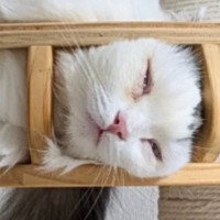 暑い日、『猫たちの過ごし方』を見てみると→キャットタワーの上で…まさかの光景に「見事にハマってるｗ」「電車で見ちゃったｗ」と７万いいね
