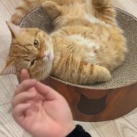 ベッドの上で『くつろいでいた猫』→眉間あたりを撫でられると…可愛すぎて癒される瞬間が12万再生「たまらない」「あっという間に完成ｗ」