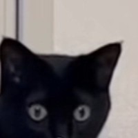 ふと黒猫のことを見たら、『鼻』に……予想外の『可愛すぎる瞬間』に笑ってしまう人が続出「模様かと思ったｗ」「暗闇でも確認できるねｗ」