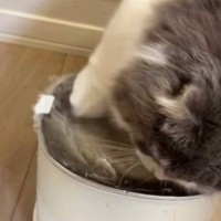 自動給水機のそばで座っていた猫が、次の瞬間…爆笑必至の『とんでもない行動』が62万再生「可愛いから許せてしまうｗ」「大惨事ｗ」