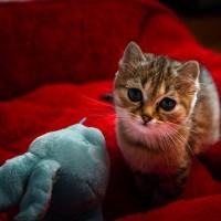 猫が成長しない『ドワーフィズム（小猫症）』ってどんな病気？主な原因や表れる特徴を解説