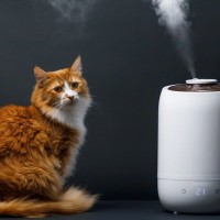 猫の乾燥対策に『加湿器』を使うメリット3選　効果的な使い方や注意すべきポイントも