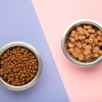 猫のフードは『固定』と『ローテーション』どっちがいい？それぞれの良い点・悪い点や判断のポイント