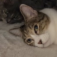 保護猫7匹のために人間用の『こたつ』を設置した結果…ほっこりが止まらない光景に「みんな可愛い」「幸せな気持ちになる」と癒される人続出