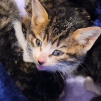 保健所に収容された『3匹の子猫』を保護……変化していく姿に涙が出ると20万再生「泣ける」「救ってくれてありがとう」と感動の声