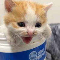 シャーと威嚇していた子猫たち→出会いから45分が経過すると…可愛すぎる光景が18万再生「全然こわくないよｗ」「ずっと見ていられる」