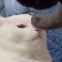 激おこ状態の黒猫が同居猫に『渾身の一撃』を放った結果…「パンチは初めて？」まさかの『威力』に５万いいね「仕事中に爆笑してしまった」