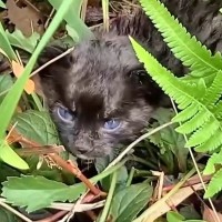台風直後、『散歩中の犬が見つけた』小さな子猫を家族に迎えた結果…涙あふれる『成長記録』が68万再生「感動した」「本当にありがとう」