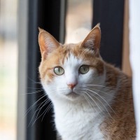 猫が落ち着いて過ごせない『生活環境』の特徴5つ　居心地が悪い原因や整えるべきポイント