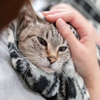 猫が飼い主の『服の中』に入りたがる理由3つ　安心できるサイン？上手な接し方まで