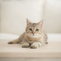 「猫は飼い主に愛着を感じていない⁉」　愛猫家にはショッキングな研究結果がまとまる　ハンガリー