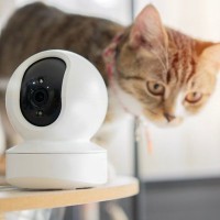 「姉猫の危機！」ペットカメラで異変を訴えた子猫の機転で、閉じ込められた猫を無事救出　アイルランド