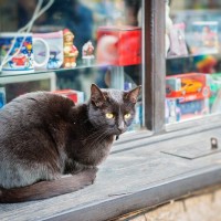 幸運の「当たりくじ」を呼ぶ猫たち　台湾と中国で、飼い主さんを幸せにする