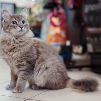 スーパーマーケットの人気猫を守れ！　「入店禁止」となった猫のために、署名運動も　英国