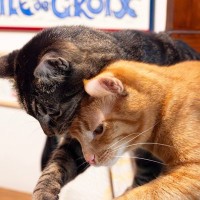 劣悪な環境で働く「食品店の猫」たちが、閉店で取り残された！　救出されて初めて「幸せな室内生活」を知る　米国