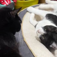 ベッドでくつろいでいた猫→そばにいる先輩猫の『視線に気づいた』次の瞬間…驚きの行動が38万表示「かわいいｗ」「紳士的な振る舞い」