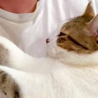 甘えん坊すぎるネコ→頭を撫でていたら、要求がエスカレートして…『まるで赤ちゃんのような様子』に「うっとりしとる」「可愛すぎ」と反響