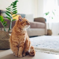 猫と暮らすなら『避けたほうがいい床』4つ　起こりやすいトラブルや安全を守るコツ