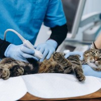 猫のお腹が『グルグル鳴る』ときに考えられる原因5つ　病気の可能性も？見逃せない症状や対処法まで