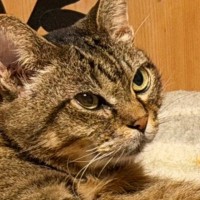 ふと愛猫のことを見たら、『想定外の座り方』でくつろいでいて…まさかの瞬間に２万いいねの反響「セクシーにゃんｗ」「足ほっそ」