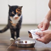 猫が『ご飯の好き嫌い』をしているときの対策法5選　偏食になる理由や健康を守るためのポイントまで