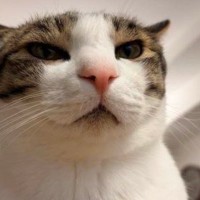 LINEに送られてきた『猫の姿』を見た結果…思わず吹き出した『予想外すぎる光景』が137万表示「真似したｗ」「爆笑」と絶賛