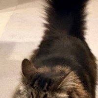 キッチンのほうから歩いてきた猫の『表情』を見たら……「やり遂げた感あるｗ」笑ってしまう光景に１万いいね「尻尾立てて上機嫌ｗ」