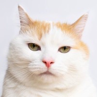 猫が突然『甘えなくなった』ときに考えられる原因5つ　見逃せないサインから改善策まで解説