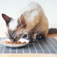 猫の『寿命を延ばす食事』に必要なポイント5つ　取り入れるべき理由や健康を維持するコツまで