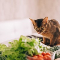 猫に食べさせてはいけない『危険な野菜』4選　命に関わる理由や誤飲時に取るべき対処法