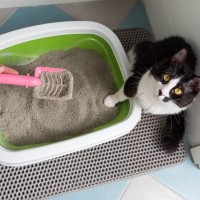 猫の『排泄中』に見られたら危ないサイン5つ　病気のリスクから対処法まで解説