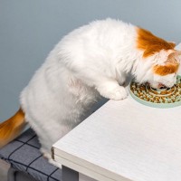 猫が食べ過ぎる『過食』の原因4つ　起こりうるトラブルや取るべき対処法まで解説