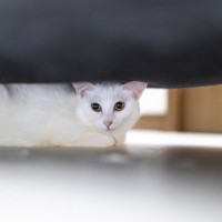 猫が『不安な気持ち』になっているときのサイン5つ　考えられる原因や落ち着かせるコツも