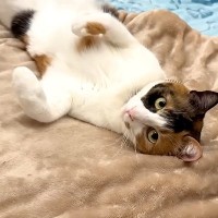 へそ天でくつろぐネコ→思わず近づくと…完全に確信犯な『あざとすぎる行動』に反響「心臓を撃ち抜かれた」「自分が可愛いことわかってる」