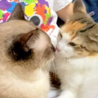 帰宅した飼い主を熱烈大歓迎する元野良猫→甘えている最中に妹猫がやってくると…『想定外の展開』が話題「疲れも吹っ飛ぶね」「甘えたさん」