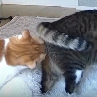 外出中にふと『ペットカメラ』を覗いたら、2匹の猫が……『まさかの瞬間』に爆笑の声続出「クッサァｗｗ」「嗅いだあとの顔に笑った」