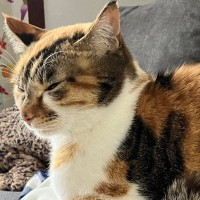 『猫がうとうとしているだけの平和な光景』かと思いきや…『衝撃の事実』に４万いいねの反響「こえでたｗｗ」「温めてあげようという優しさ」