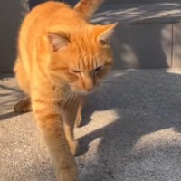 突然庭に現れた『足を痛そうにしている野良猫』→家の中に入ってきて…涙あふれるストーリーが91万再生「ウルっときちゃった」「優しい世界」