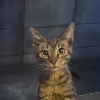 突然現れるようになった『1匹の子猫』を保護した結果…幸せいっぱいな光景に涙が出ると446万再生「めっちゃ感動した」「1本の映画みたい」