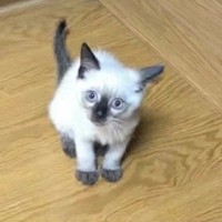 生まれたときは『白い毛が多かった猫』→現在……完全に想定外な『タヌキのような光景』に「変身しすぎｗ」「2度楽しめるの羨ましい」と反響