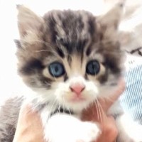 草むらで鳴いているところを保護された『オッドアイの子猫』→５か月後…見違える変化に１万いいね「美猫さんになった」「見事な変身」